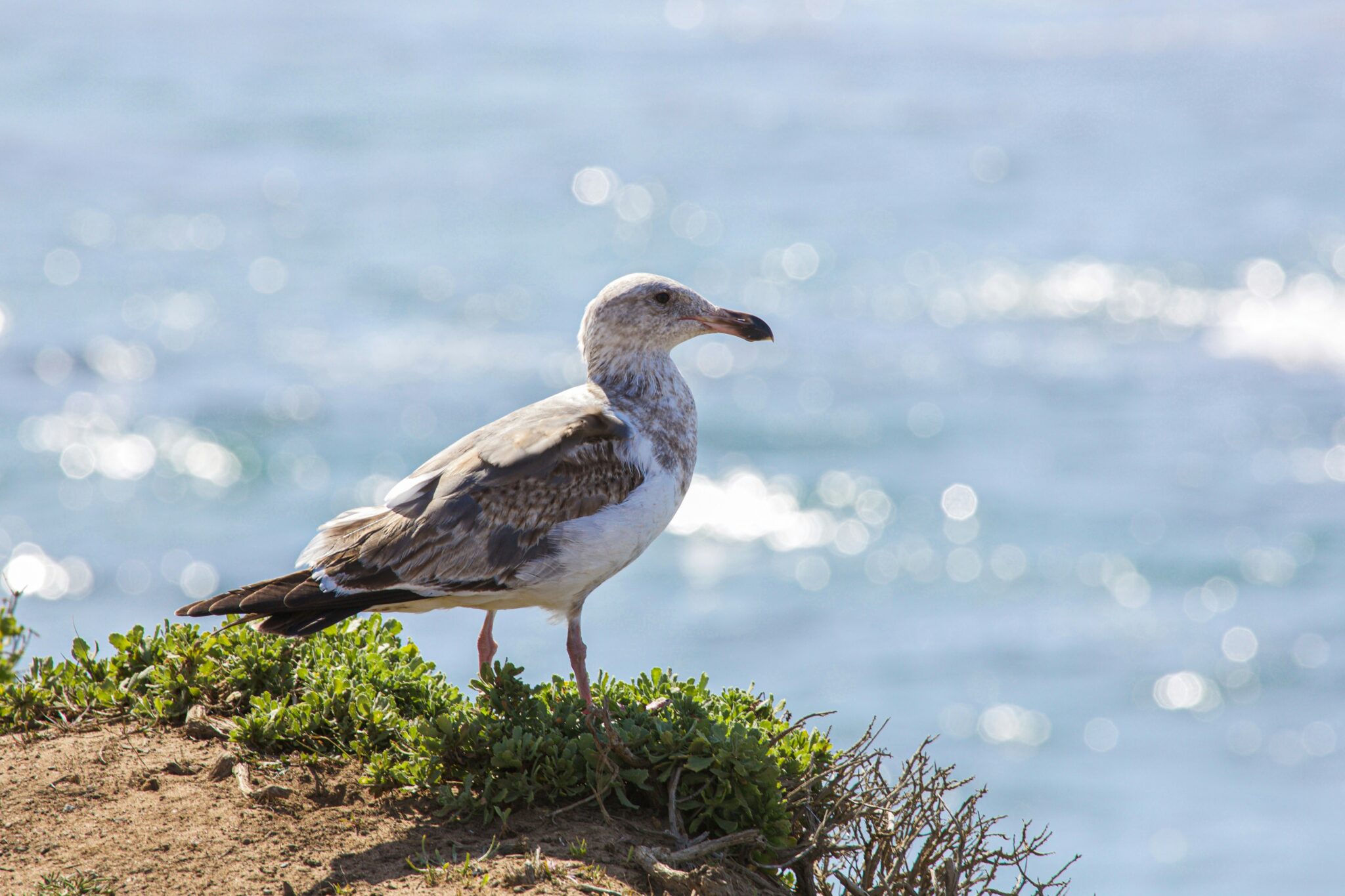 View of bird and water near mental health facility that treats Kaiser Rehab Coverage.